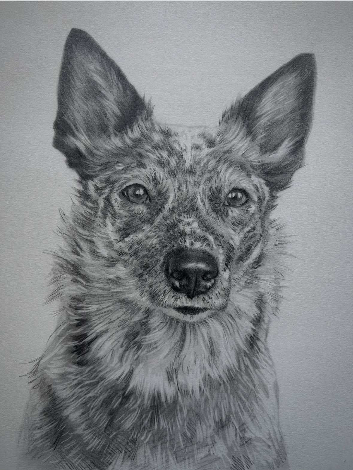 Pet Portrait Class