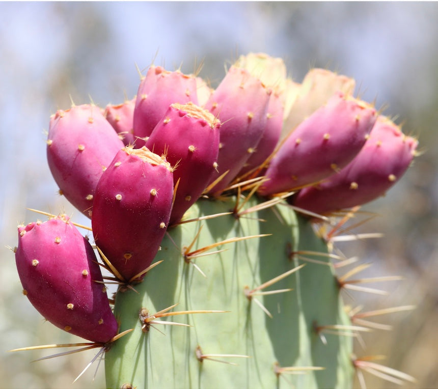 Wild Cordials & Seasonal Shrubs - A Hands On Workshop