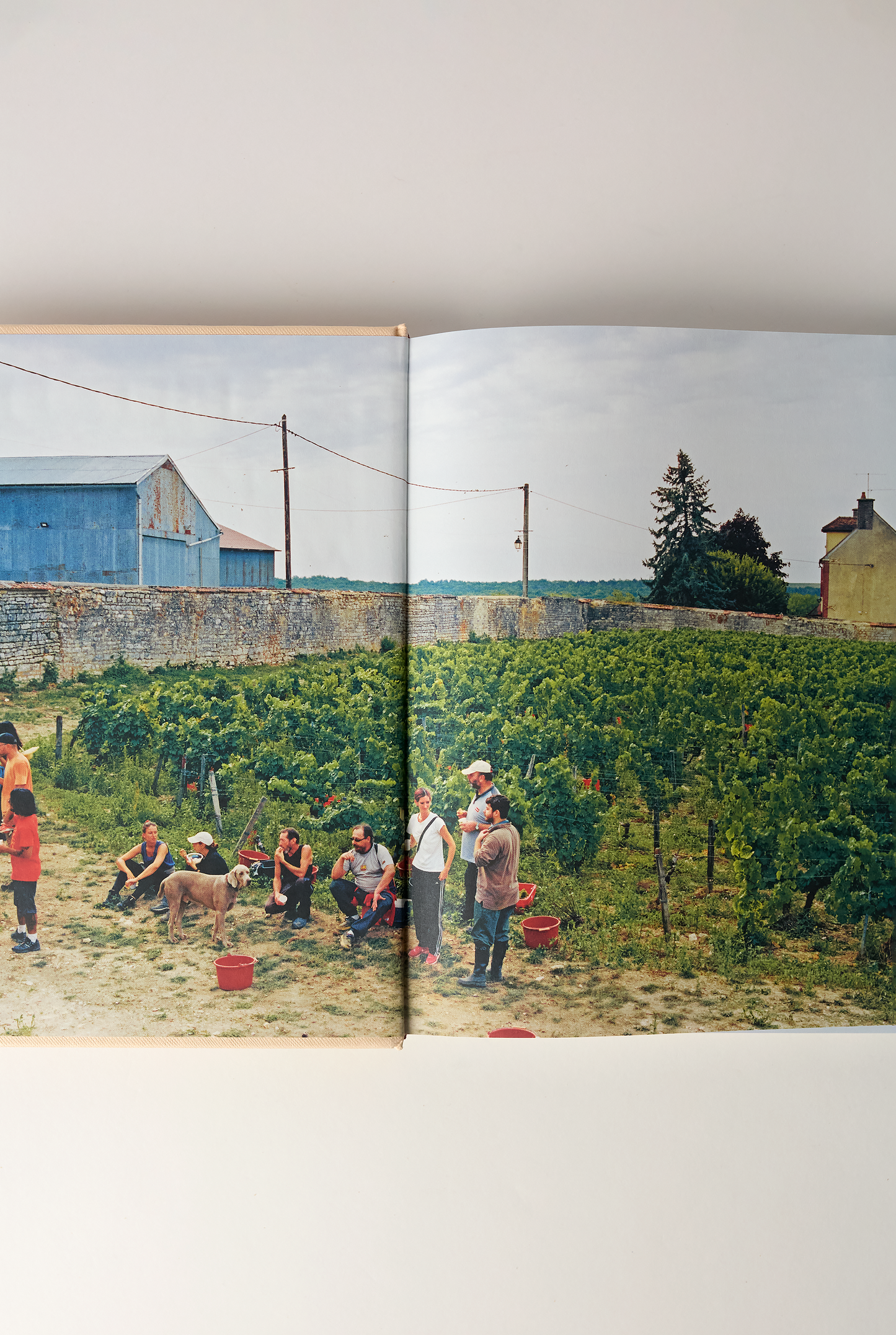 Spilled Natural Wine