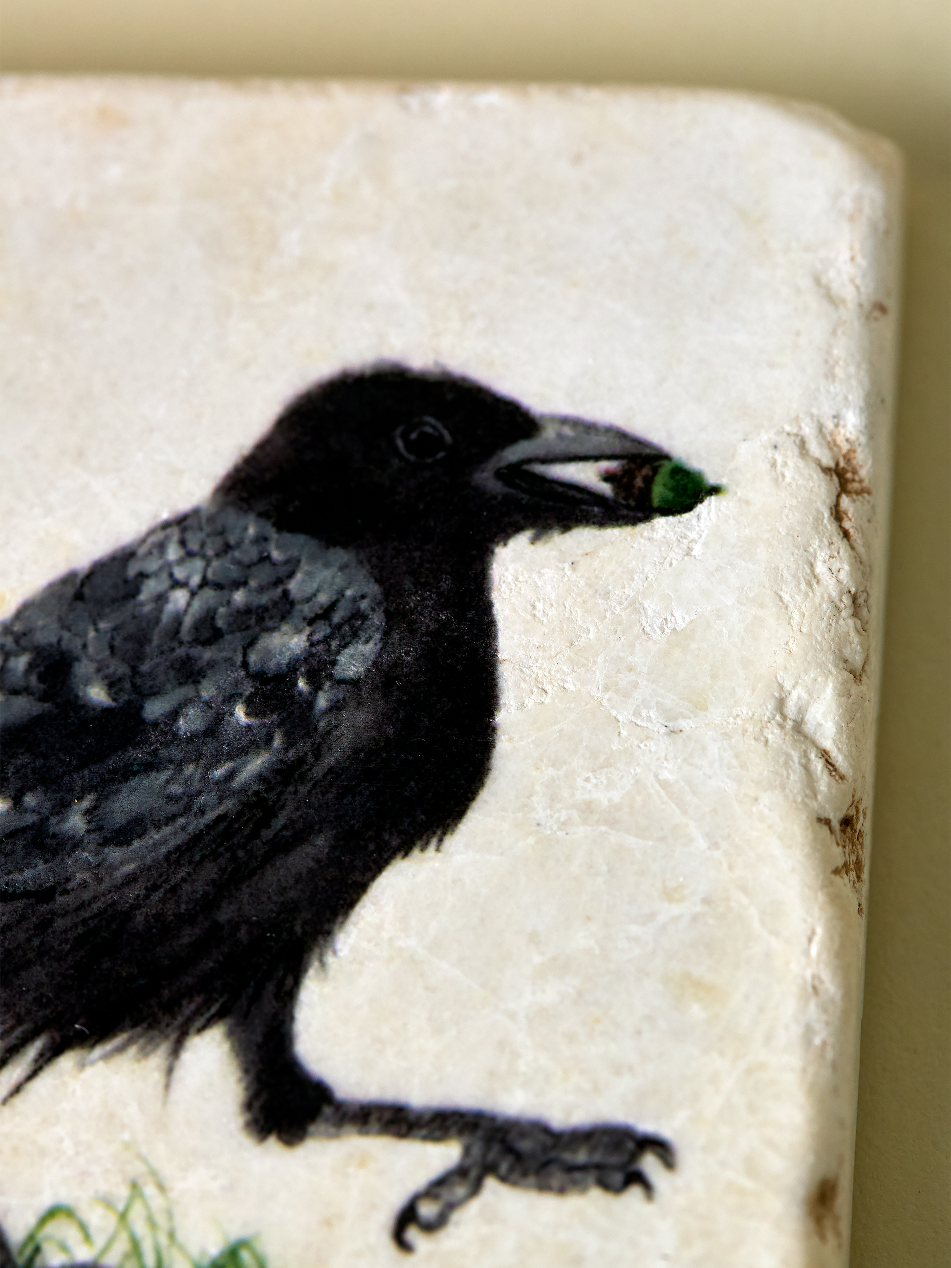 American Crow Coaster