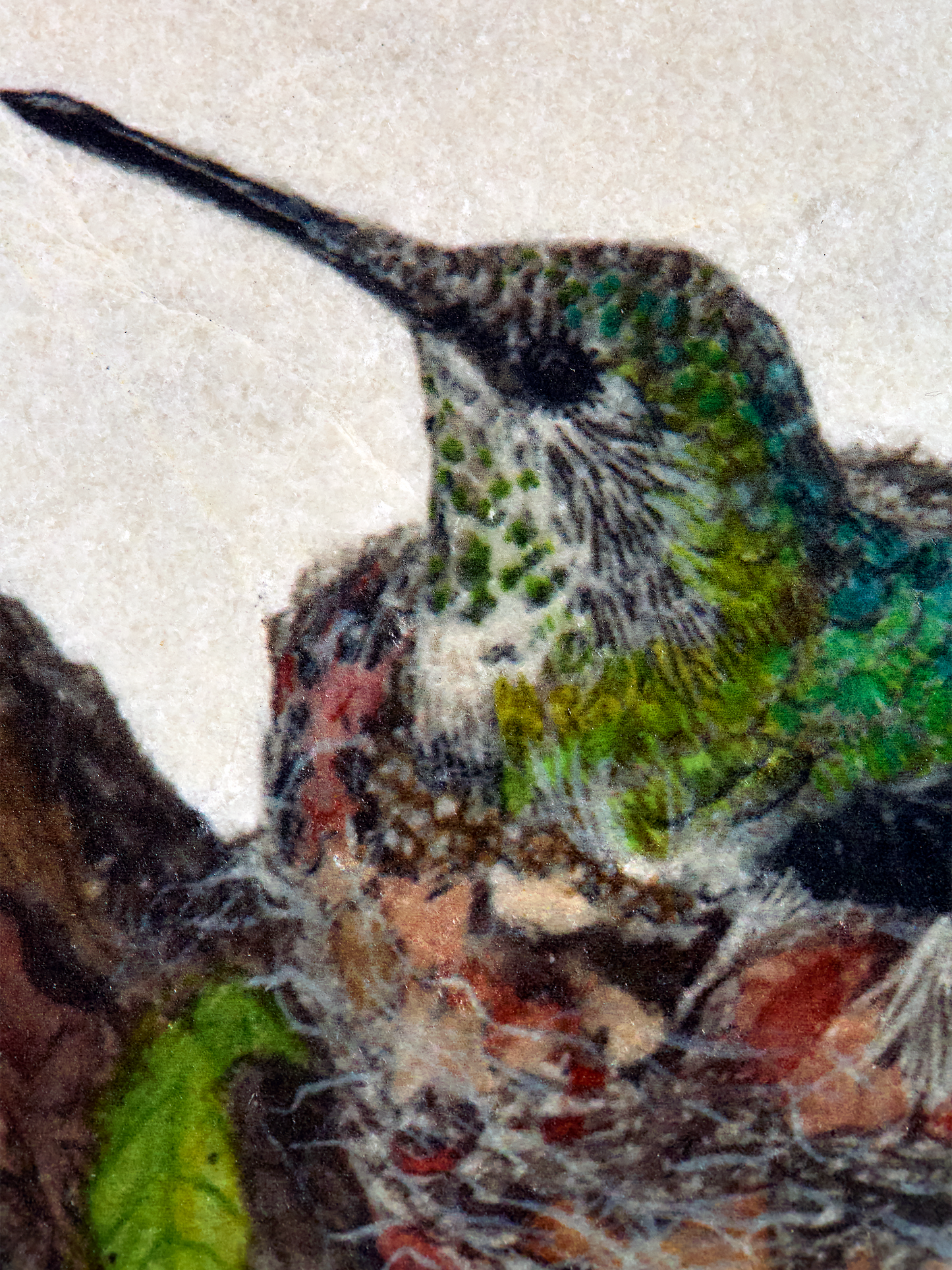 Anna's Hummingbird Coaster - Domecil