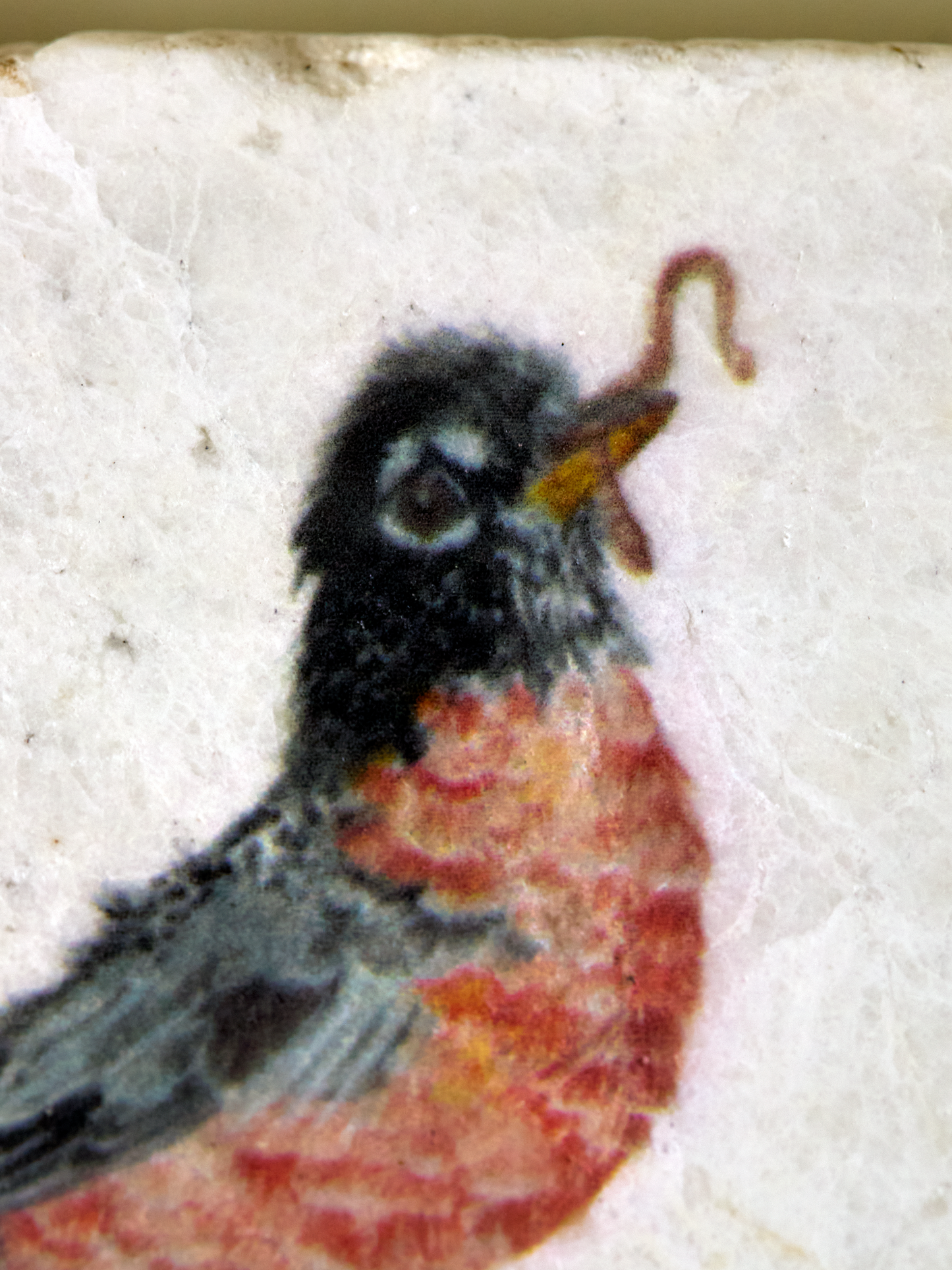 American Robin Coaster