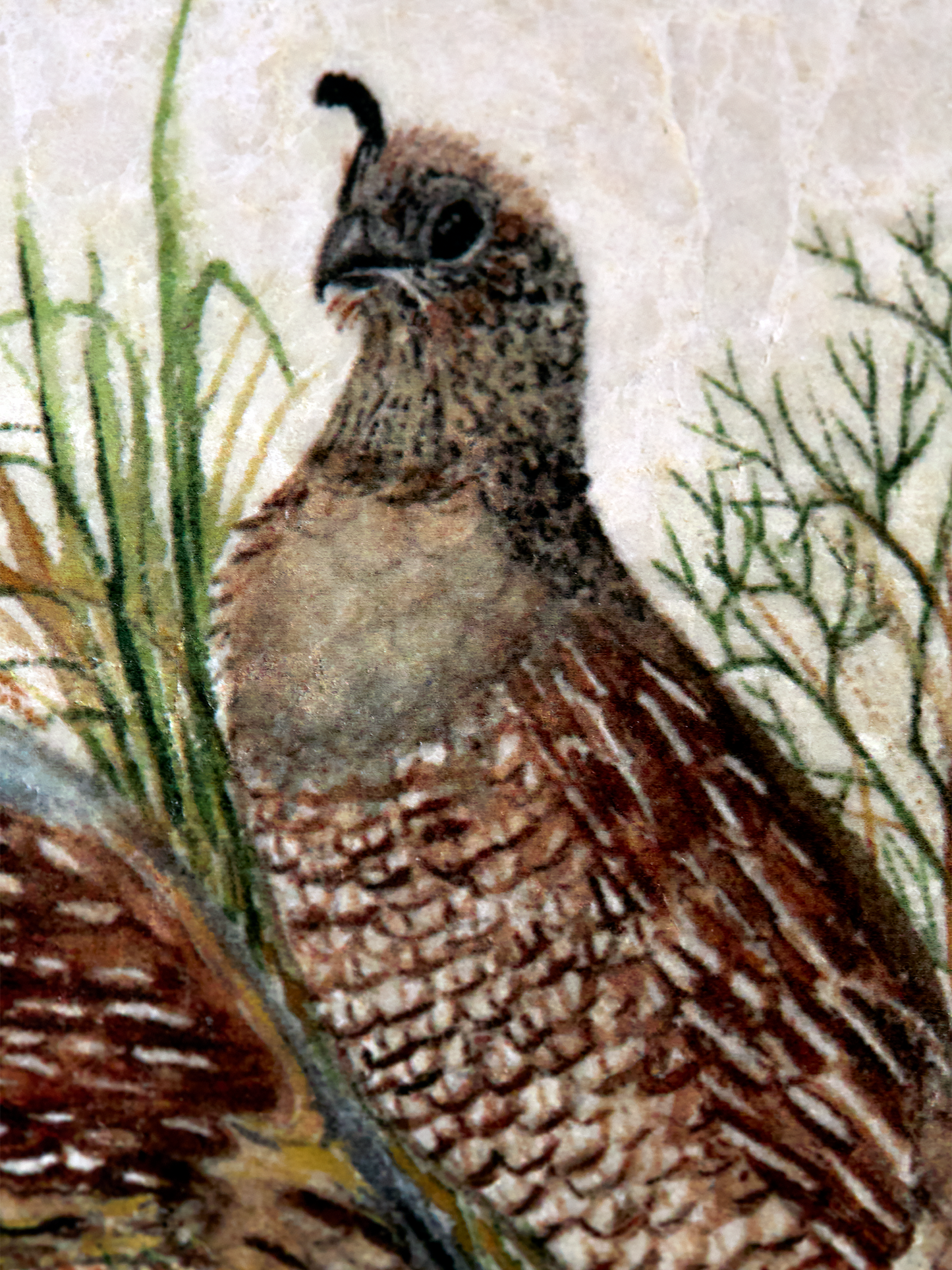 California Quail Coaster