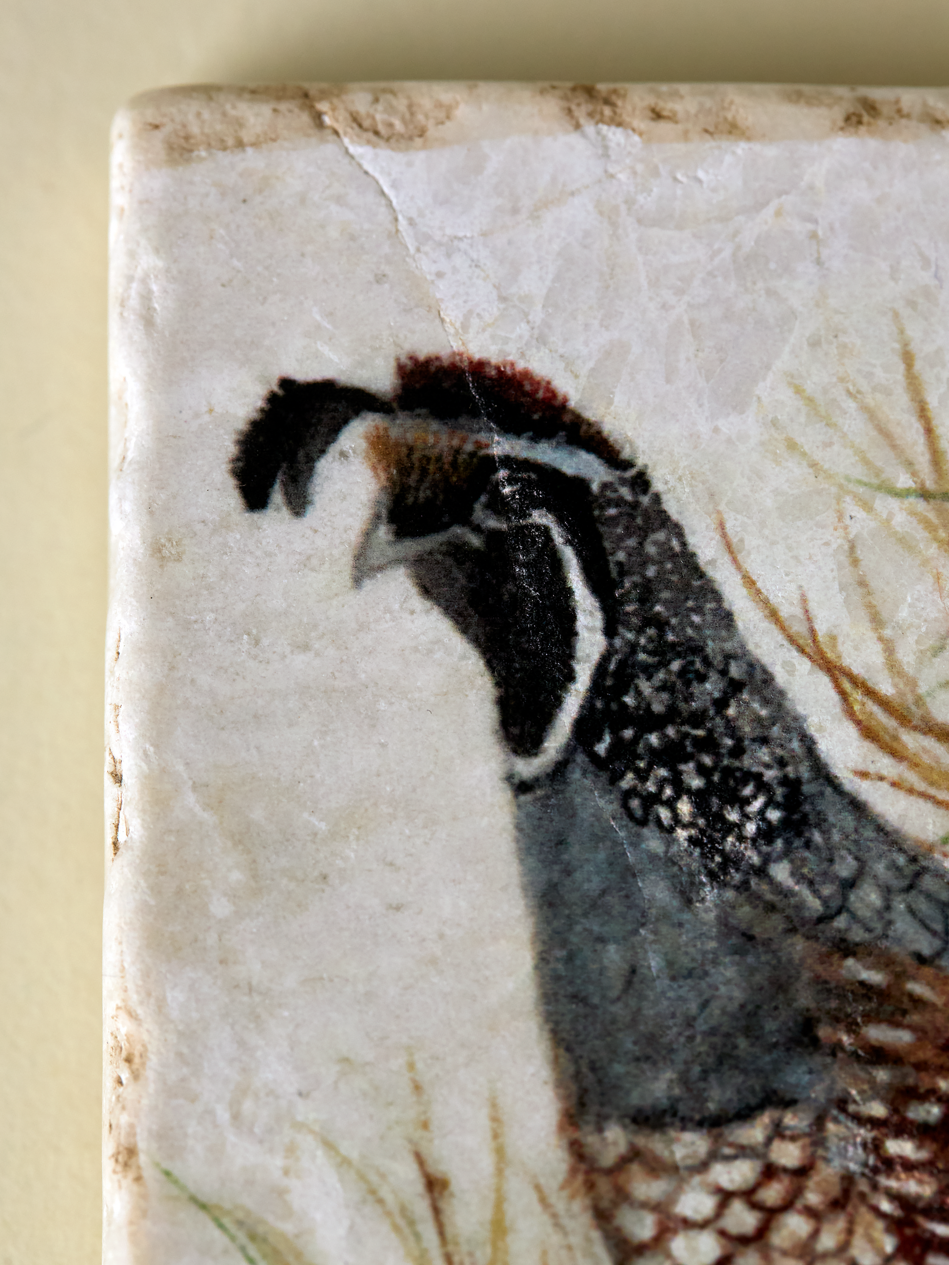 California Quail Coaster
