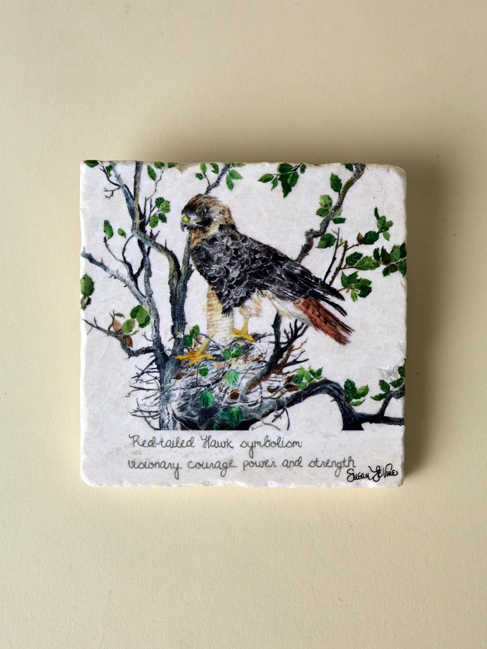 Red-tailed Hawk Coaster (Copy)