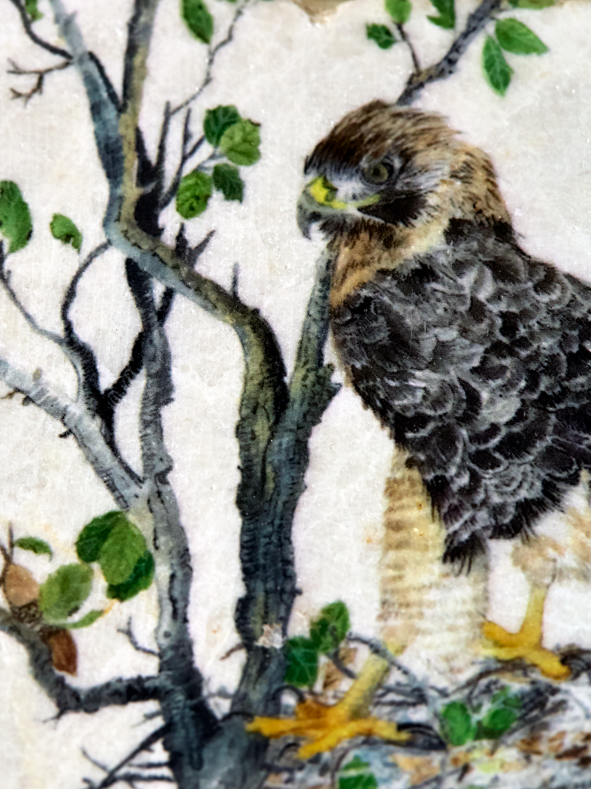 Red-tailed Hawk Coaster (Copy)