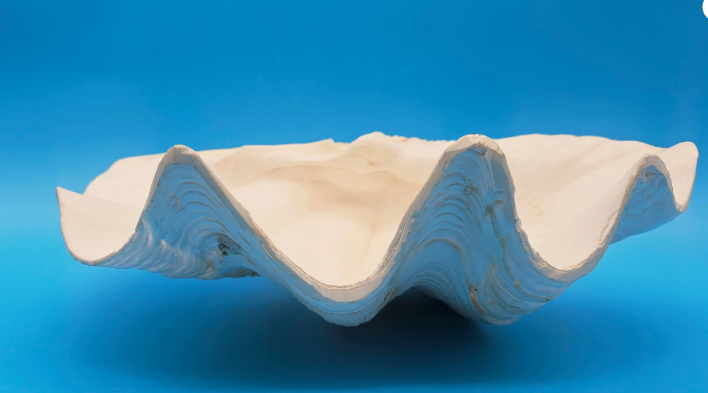 Giant Clam Shell Single Half